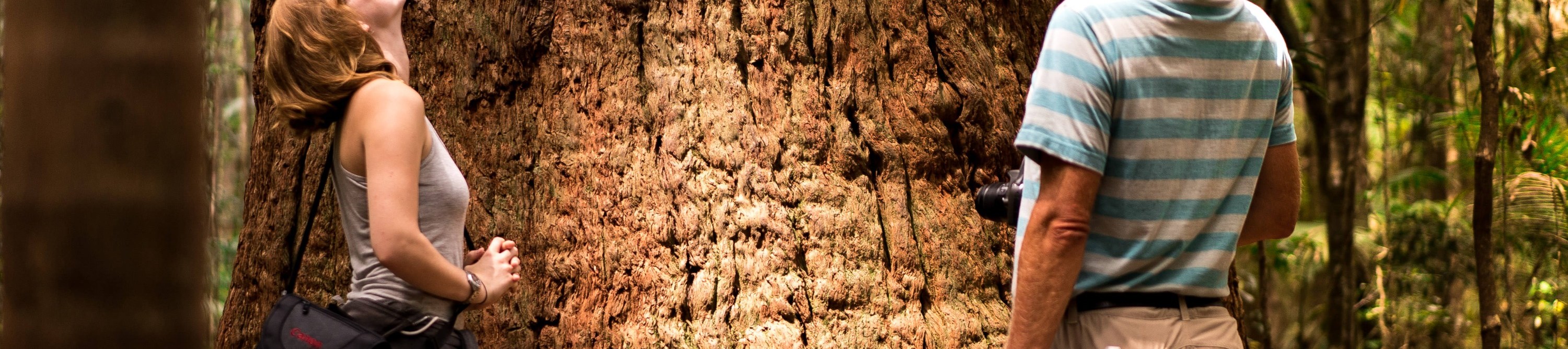 Giant rainforest trees on K'gari (Fraser Island)