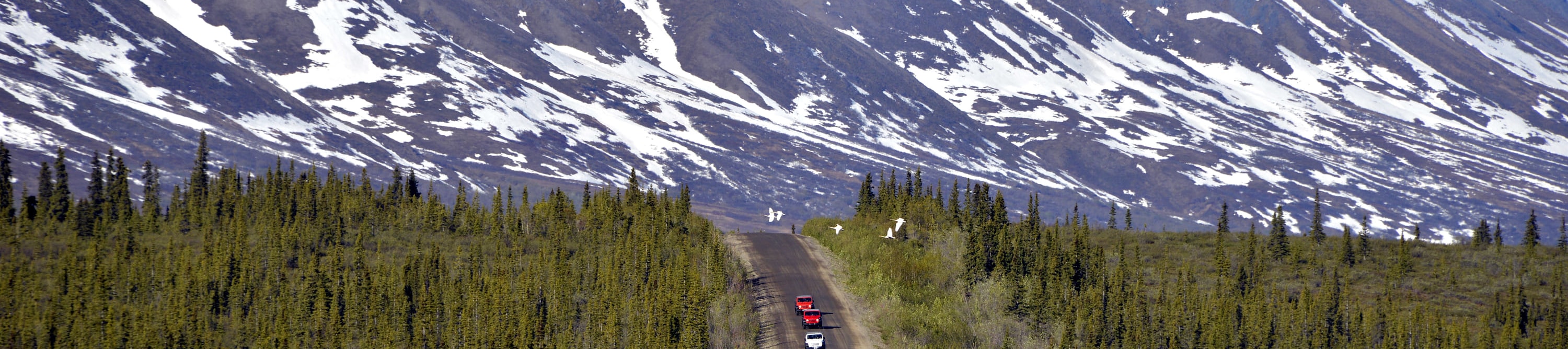 德納里公路吉普車遊覽 (Highway Jeep Excursion in Denali)