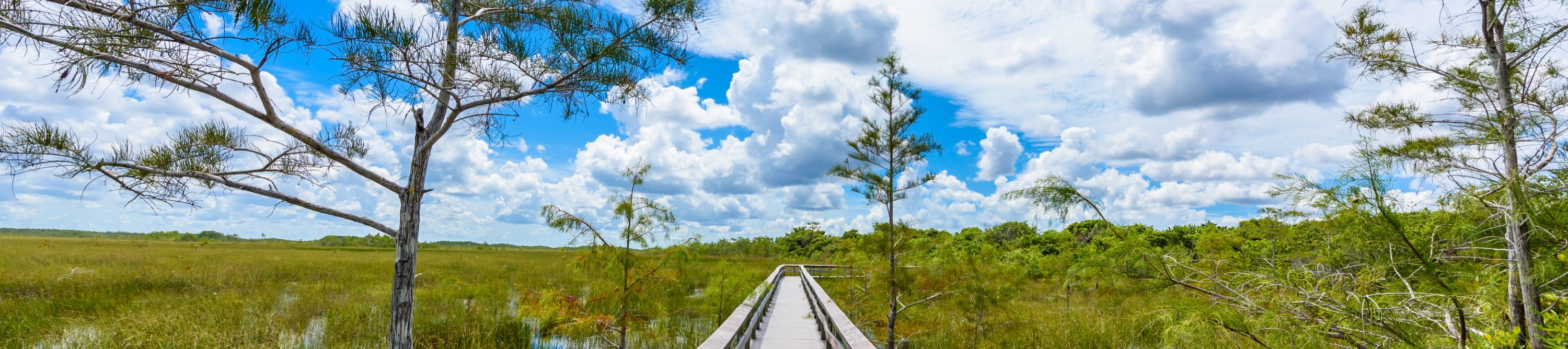 Climb the Pay-Hay Overlook Tower Trail for panoramic vistas of the vast Everglades