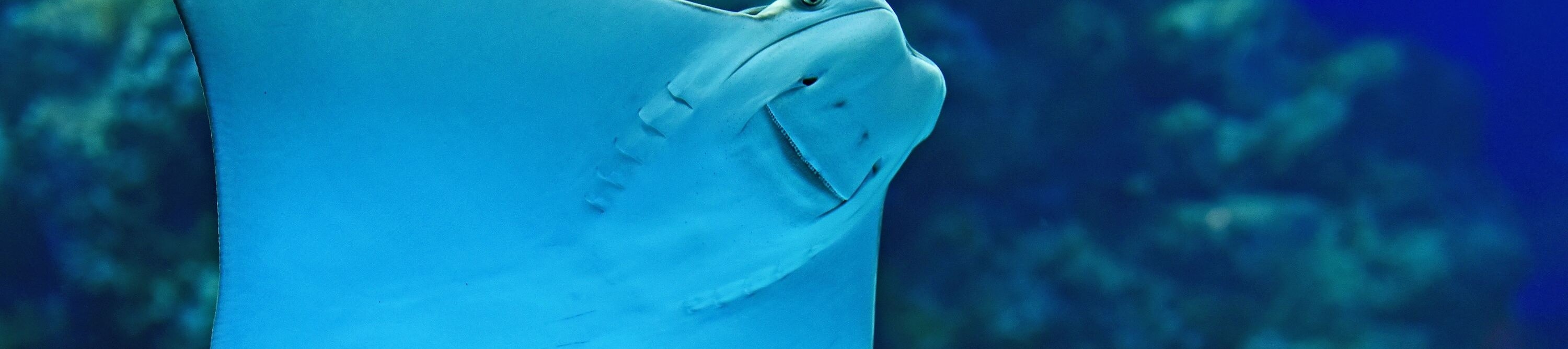 凱恩斯水族館海洋生物邂逅之旅
