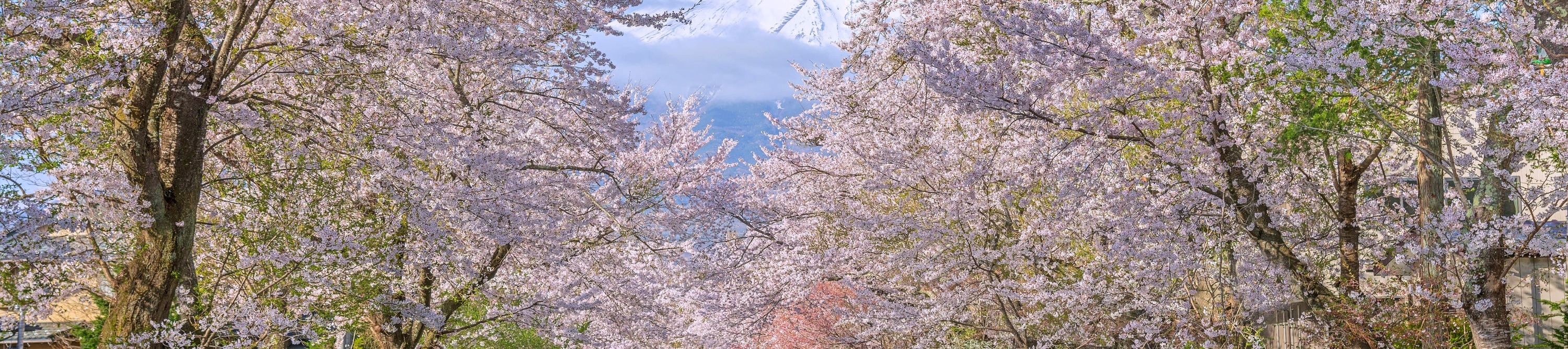 富士山觀光一日遊（東京出發）