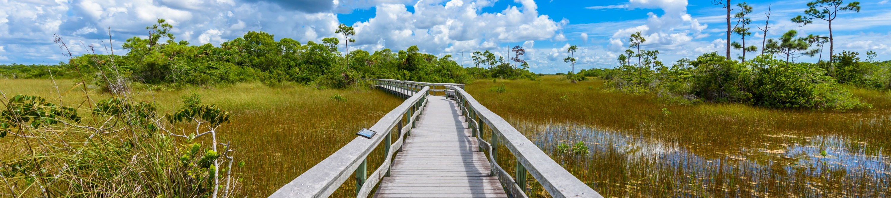 Discover the Mahogany Hammock Trail, featuring a unique and diverse Everglades ecosystem