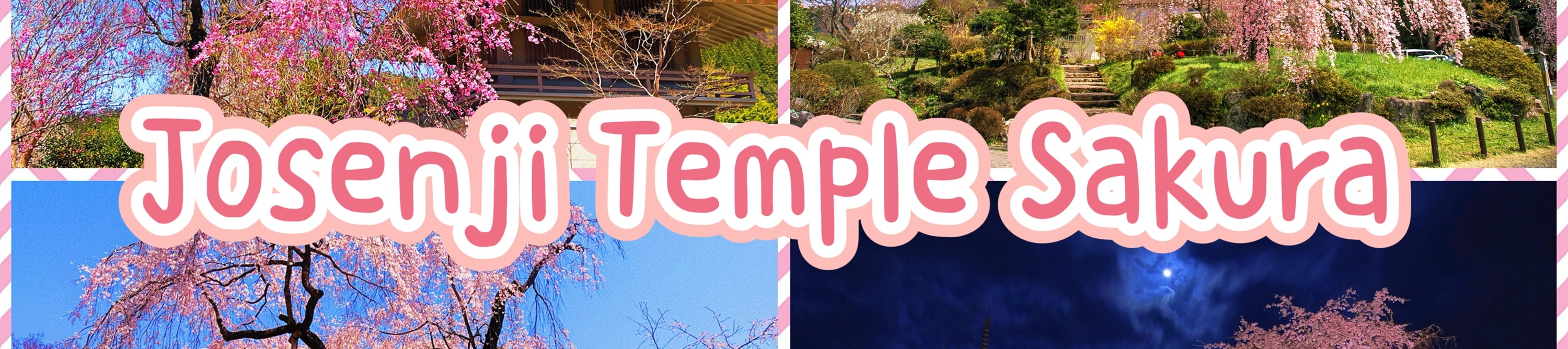 櫻花時節，將會前往净專寺。預計開始時間在3月下旬至4月初，根據天氣和花期，會有部分調整，敬請理解。
櫻花多為染井吉野櫻，花期時整片天空染上淡淡粉色，微風吹過時花瓣飄落，與寺院的木造建築、石階與鐘樓相互映襯，營造出安靜而溫柔的氛圍。相比大型觀光賞櫻公園，淨專寺更適合想要避開人潮、慢慢散步、細細欣賞櫻花之美的旅人，是感受「日本春天日常風景」的絕佳地點。