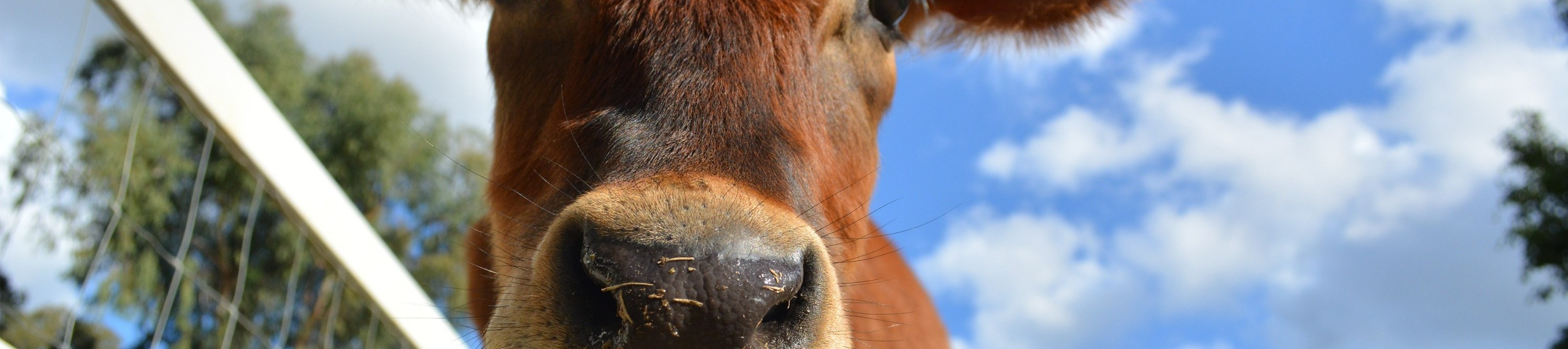 Visit the farmyard and get hands-on with friendly cows, a charming countryside experience