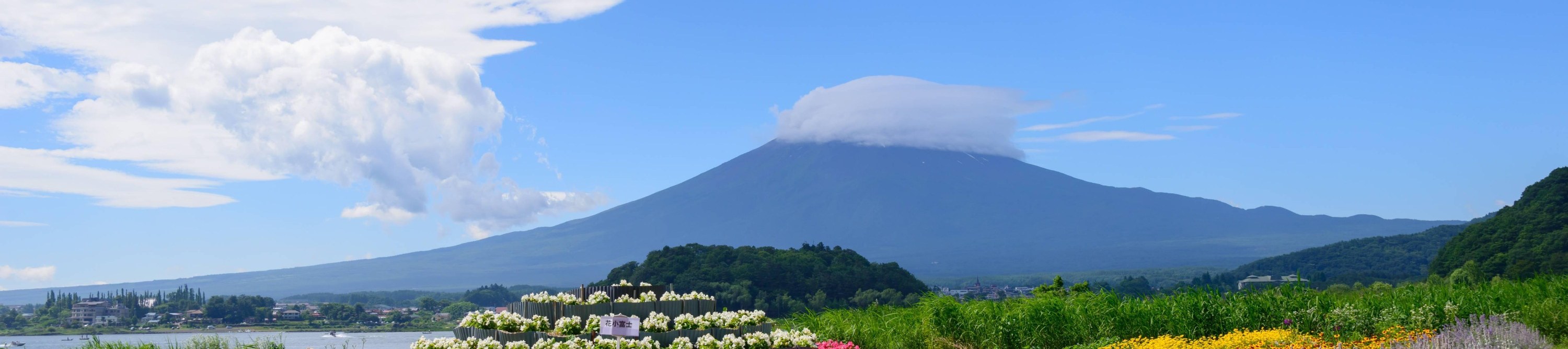 One-Day Tour to Mt. Fuji's Popular Flower Viewing Spots (Depart from Tokyo or Shinjuku)