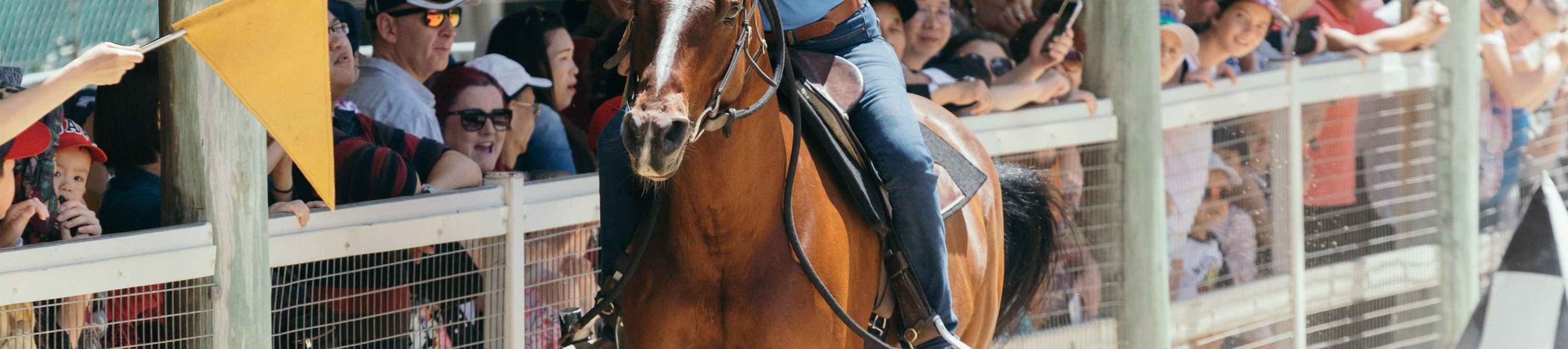 Watch a breathtaking stockhorse show, showcasing impressive skills and the bond between rider and horse