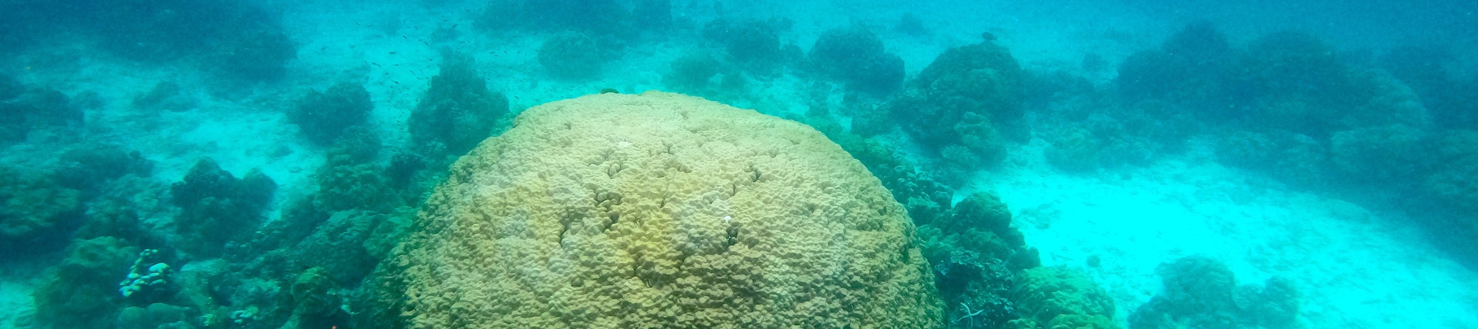 哈島 & ROK島快艇浮潛之旅