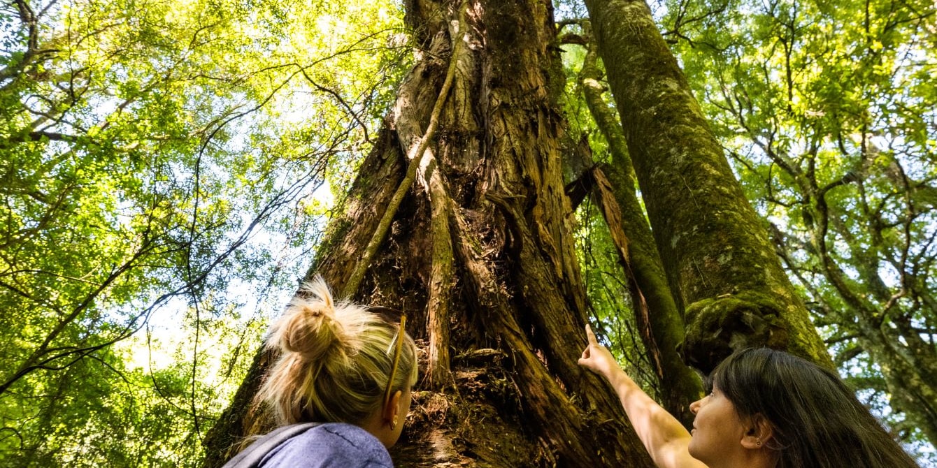 Sanctuary Mountain Maungatautari Guided Walk