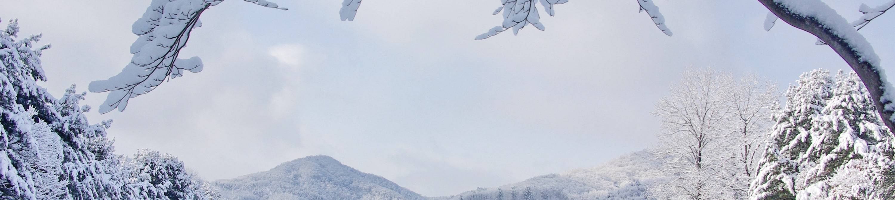 皚皚白雪覆蓋的枝枒，勾勒出寧靜祥和的冬日美景。