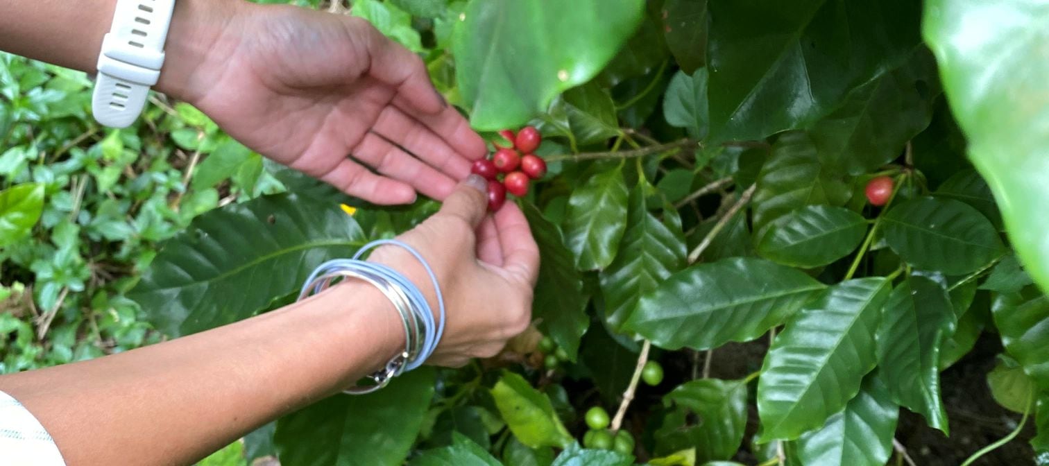Stories Coffee - 烘焙咖啡工作坊 | 坪洲