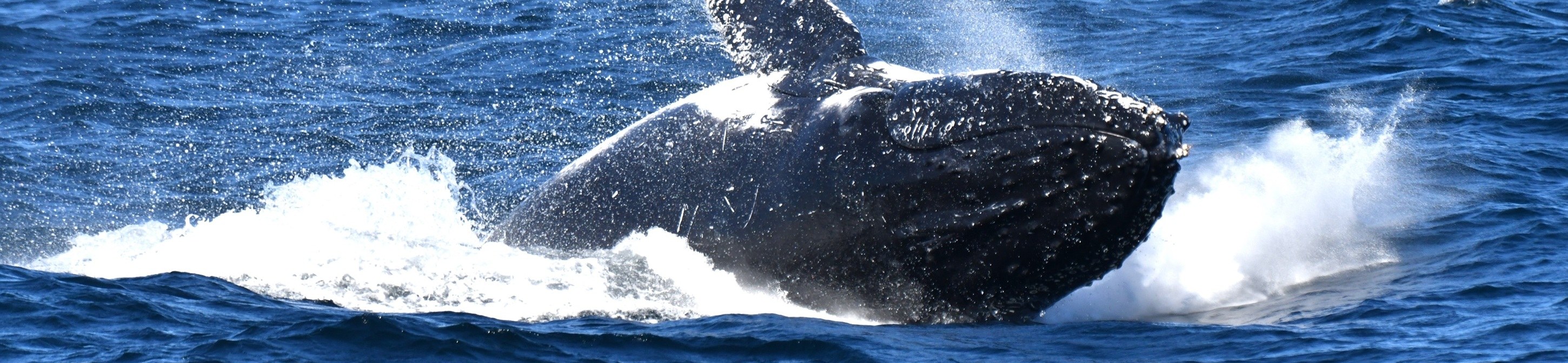 凱阿瑪噴水孔、海崖大橋、海灘、袋熊與野生動物