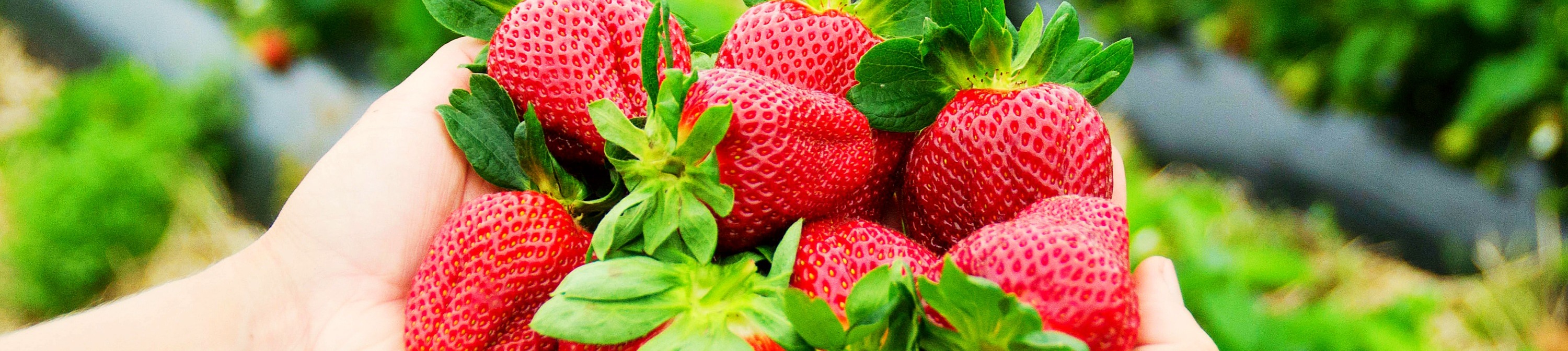 以花園的夜景為背景，創造特別的回憶。