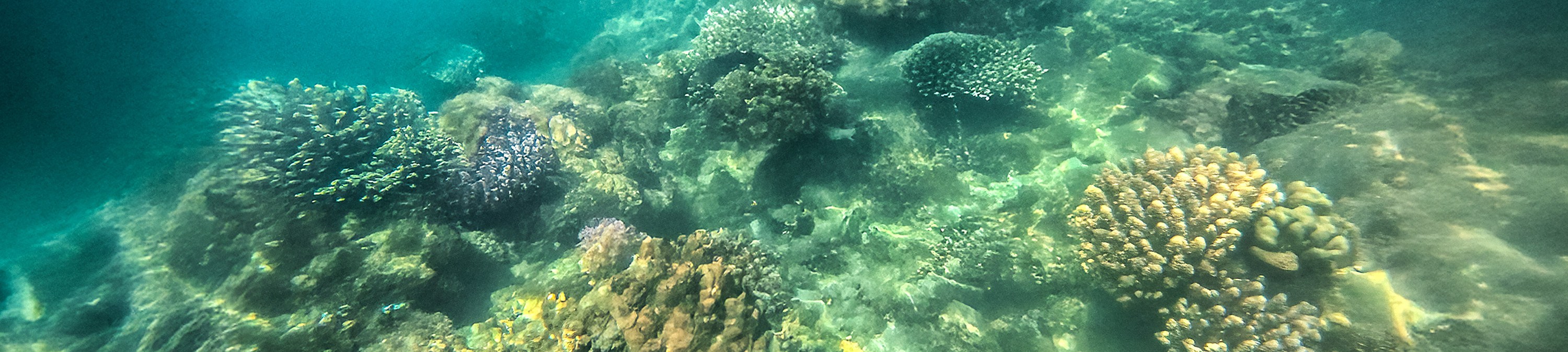 芽莊半日浮潛探險，船上燒烤暢享
