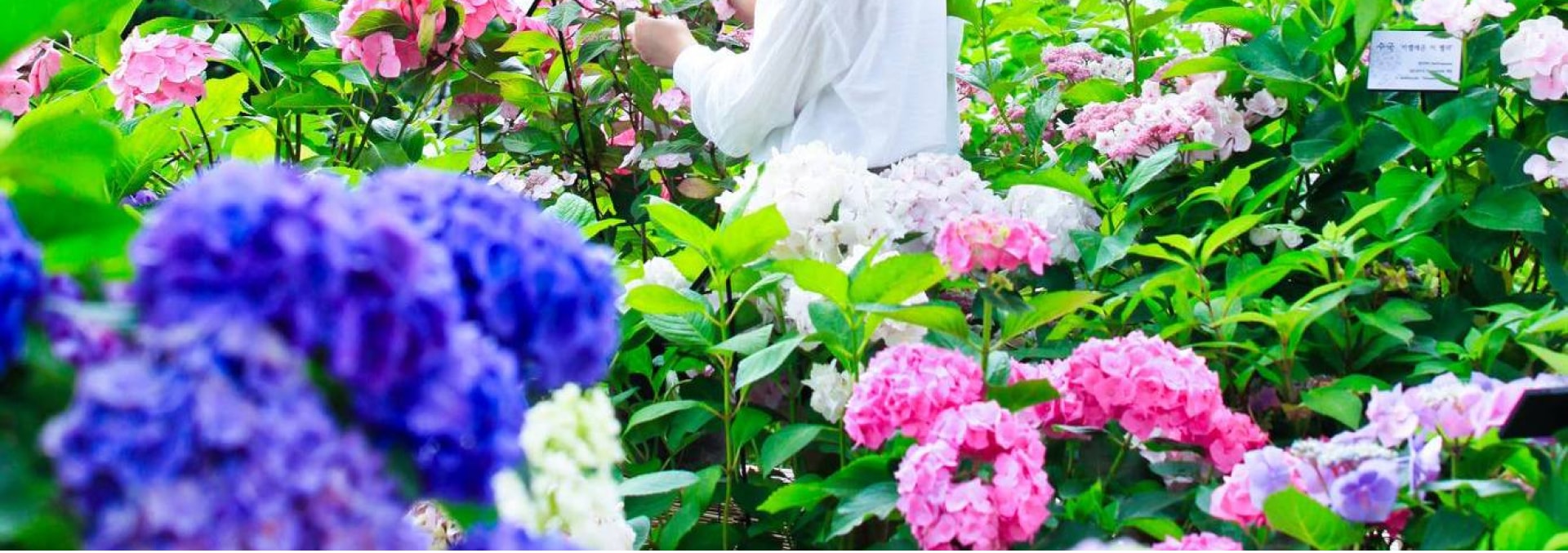 走進晨靜的魔法花園！📸 你會發現迷人的拍照區——非常適合在Instagram上發佈。