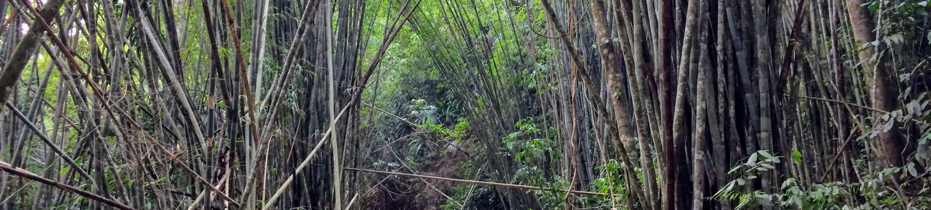考索國家公園叢林探險2日遊（喀比出發）
