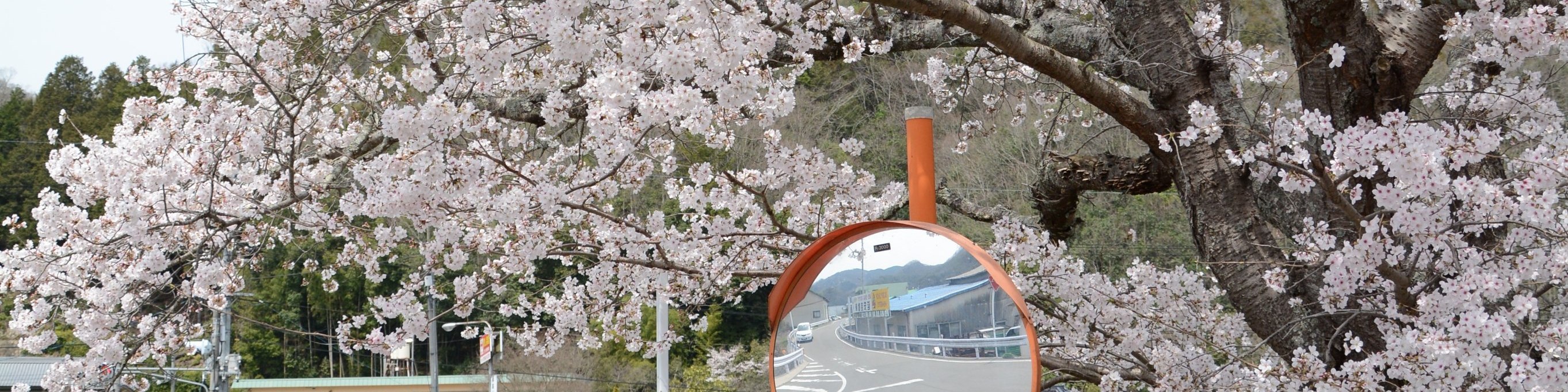 瀨戶內島波海道自行車租借與乘船體驗（尾道－今治）