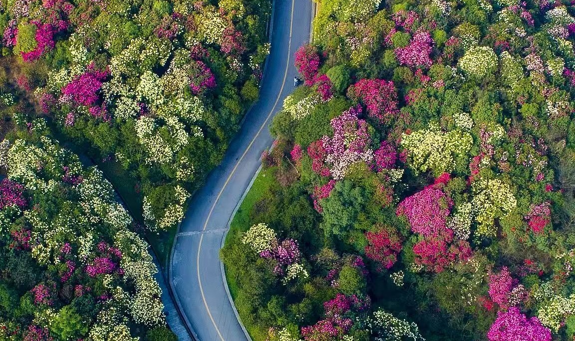 Starting from late March, deep in the mountains of Bijie, Guizhou, a flower belt approximately 50 kilometers long begins to awaken—this is Baili Du Juan (Hundred-Li Rhododendron).