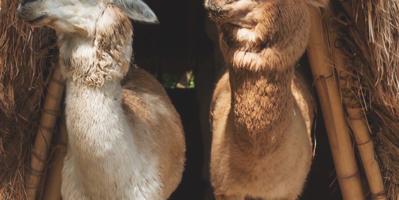 Alpaca Connection Experience in Bali