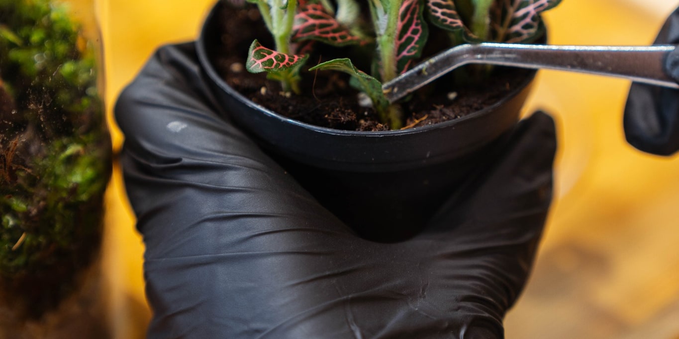 Soilless Terrarium DIY Workshop