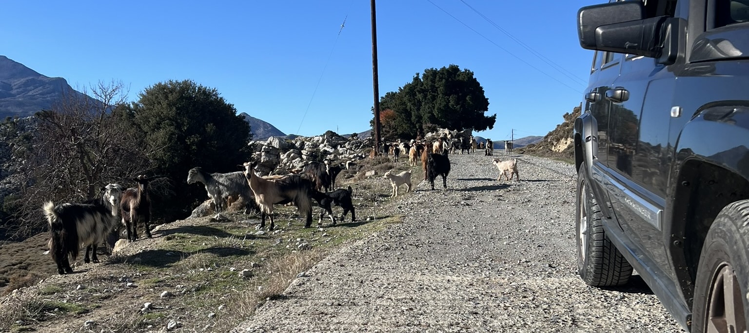 Friendly goats during our safari tour.