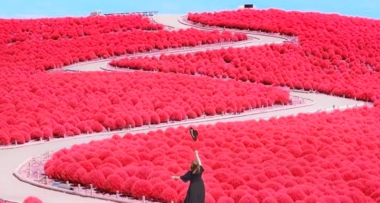 一日暢遊海與花之國! 從神磯鳥居的震撼日出到海鮮市場的鮮味饗宴,再到常陸海濱公園的夢幻花海,盡賞茨城最迷人的自然與人文風光。 一日暢遊海與花之國! 從神磯鳥居的震撼日出到海鮮市場的鮮味饗宴,再到常陸海濱公園的夢幻花海,盡賞茨城最迷人的自然與人文風光。