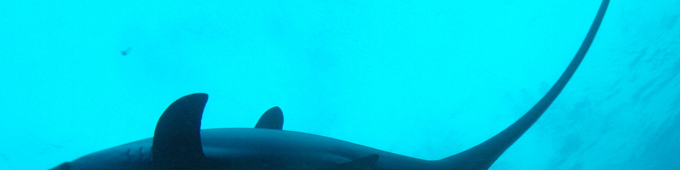 馬拉帕斯卡島清晨長尾鯊潛水同遊體驗（PADI五星級潛水中心）