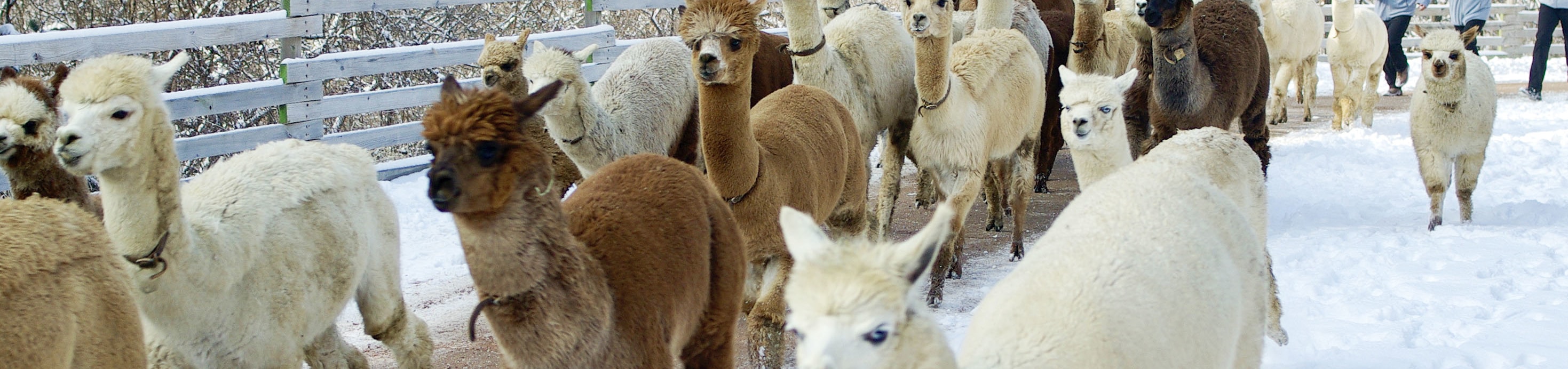 在韓國觀賞最蓬鬆的遊行,數十隻羊駝將時尚地小跑步經過。 在韓國觀賞最蓬鬆的遊行,數十隻羊駝將時尚地小跑步經過。