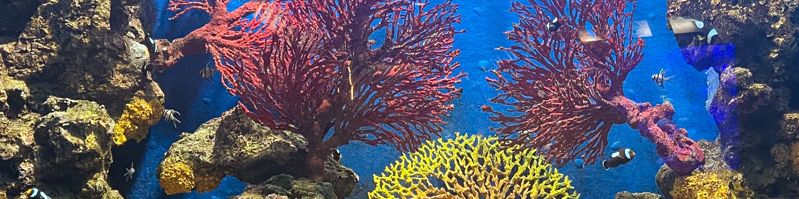 羅勇水族館＆Suan Son 海灘一日遊（芭達雅出發）