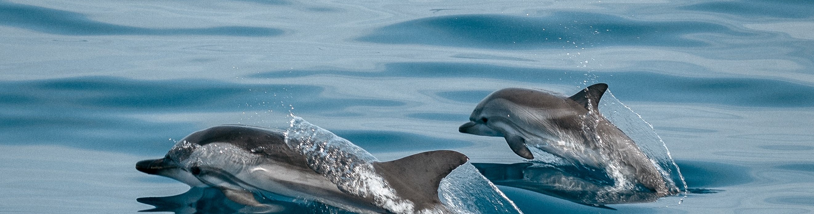 Sataya Dolphin House Boat tour with lunch 
