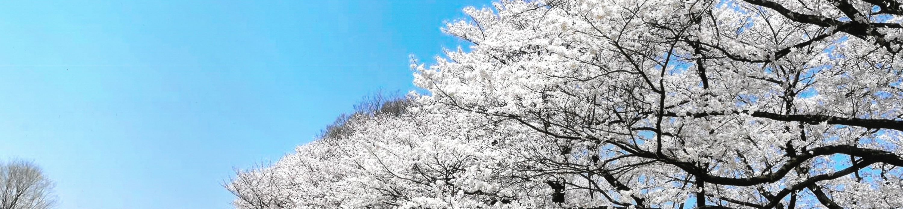 期間限定 淀川背割堤樱花祭  | 漫步1.4km櫻花隧道・宇治・勝尾寺・箕面大瀑布 