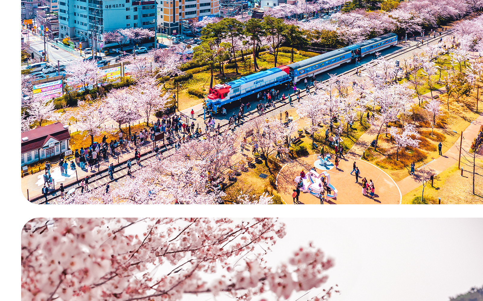 鎮海軍港櫻花節之旅 - 僅限英語