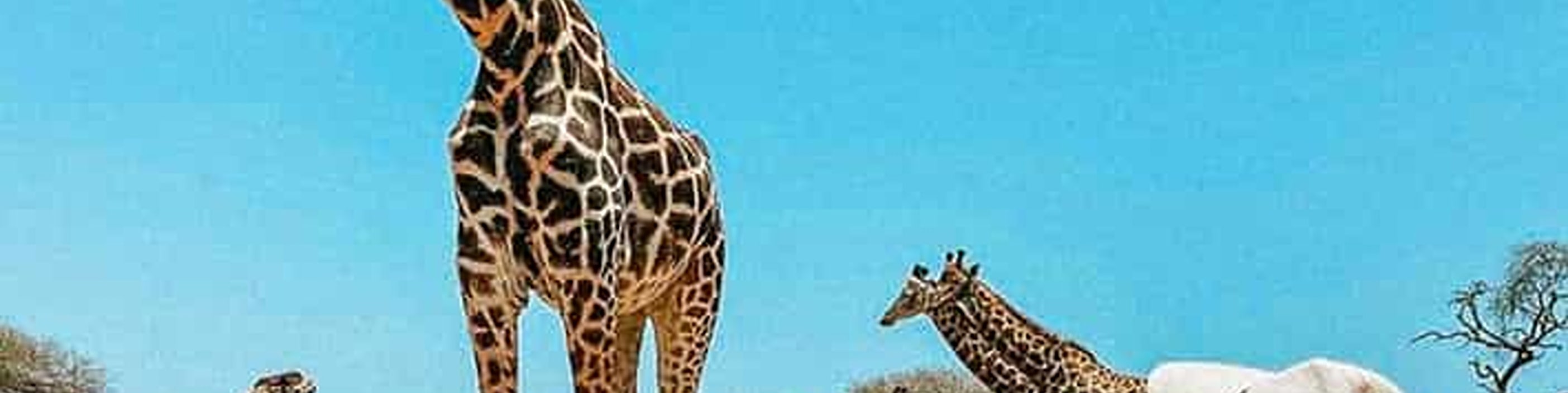 Mombasa: Giraffes Feeding Experience At Haller Park. 