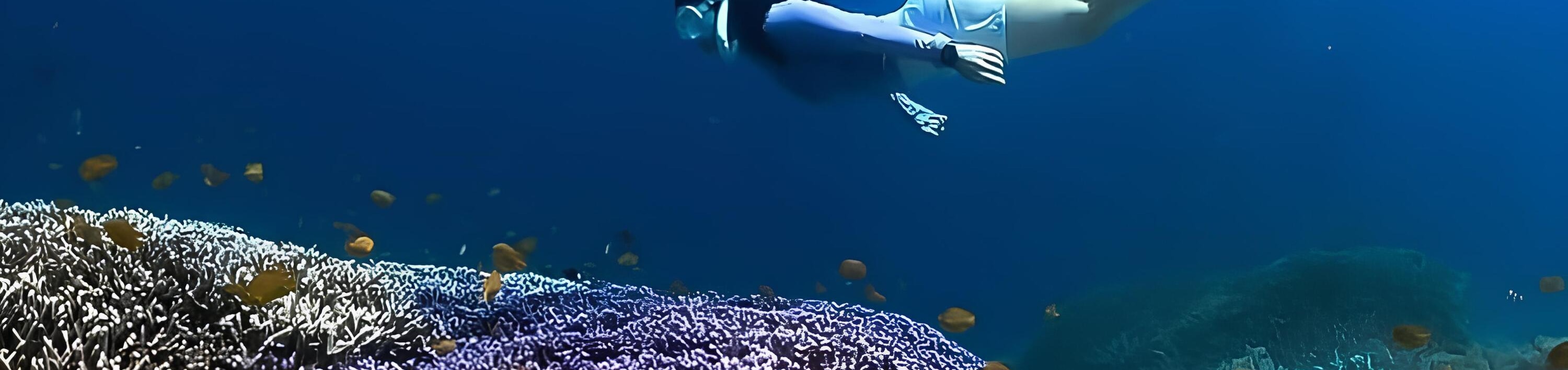 Blue Coral Garden