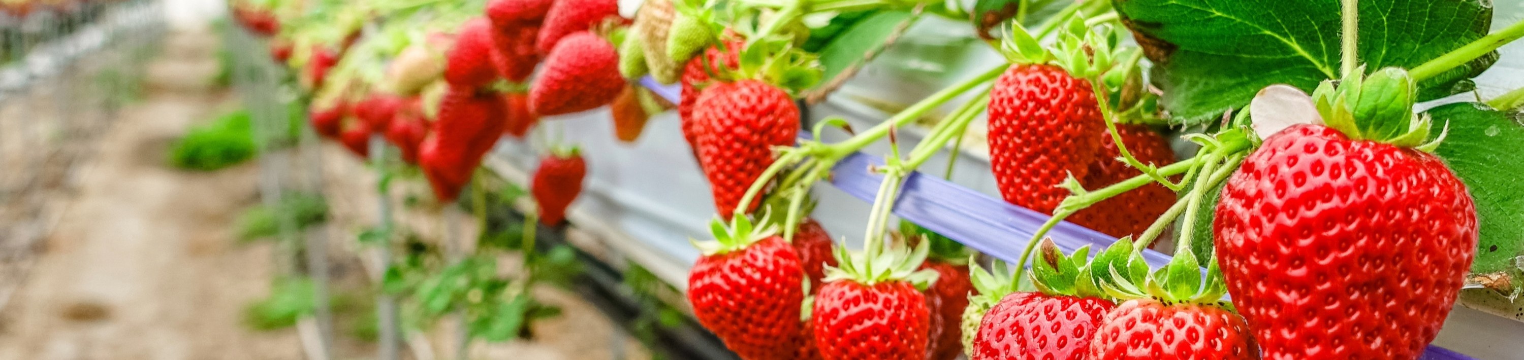 與家人一起享受採摘草莓的樂趣。