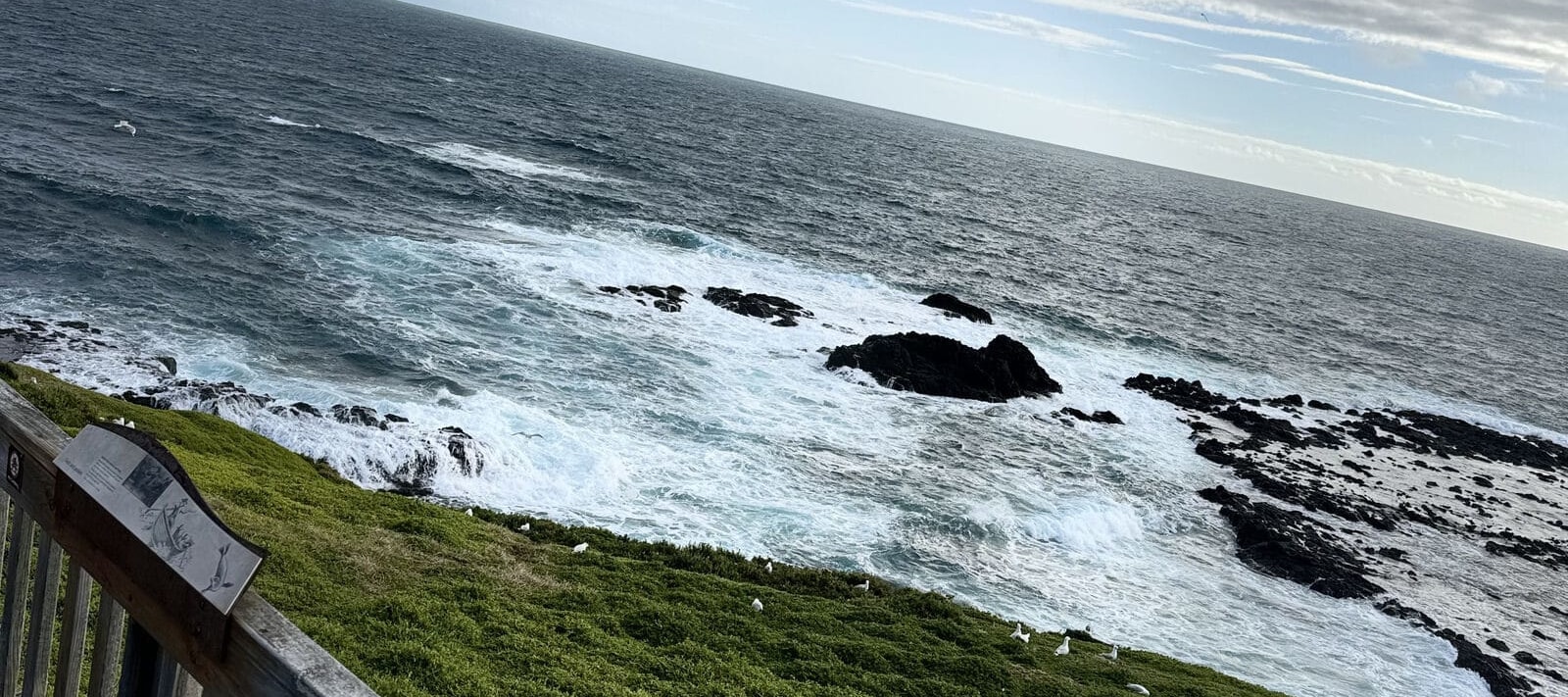 從墨爾本出發的菲利普島企鵝遊行之旅