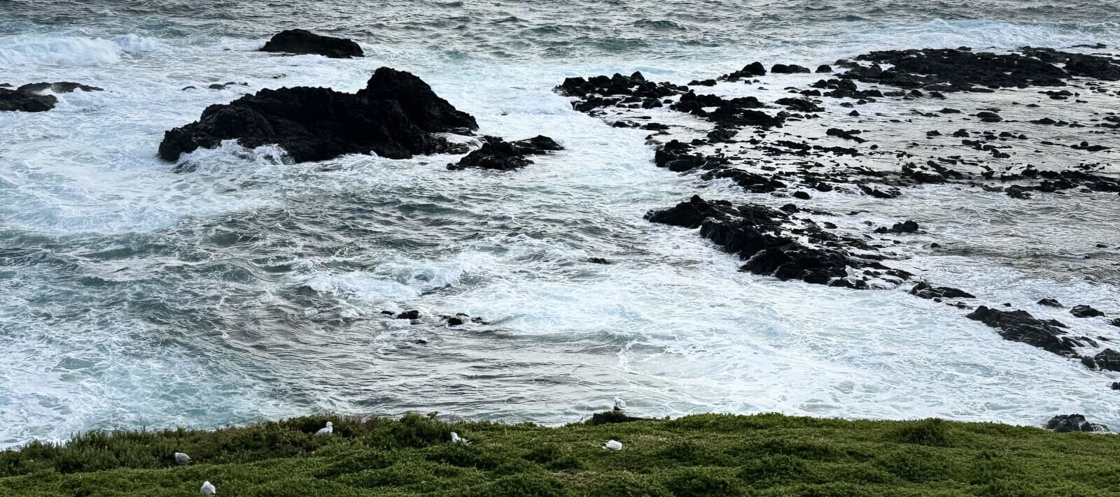 從墨爾本出發的菲利普島企鵝遊行之旅