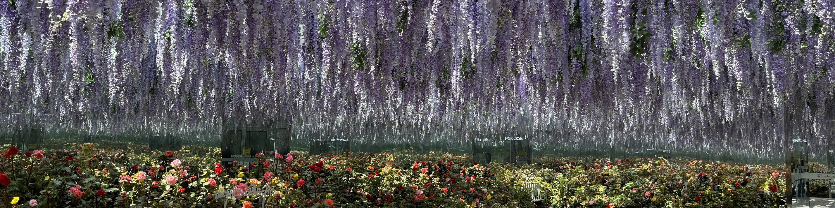 羊駝世界 & 南怡島 & 江村鐵路自行車 & 小法國村 & 樂高樂園