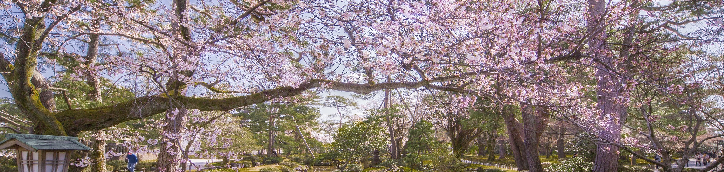 Kanazawa Walking Tour From Local to Major Highlights