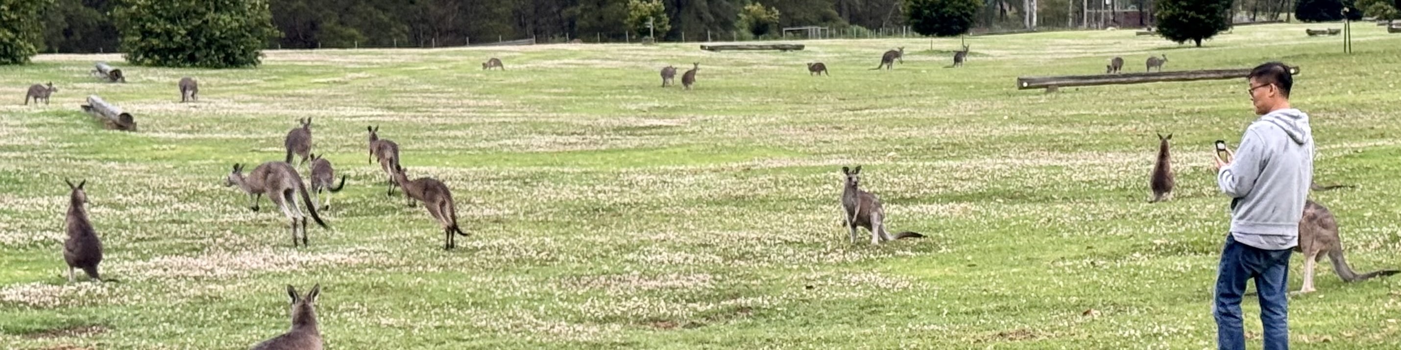 Hang out with Kangaroos