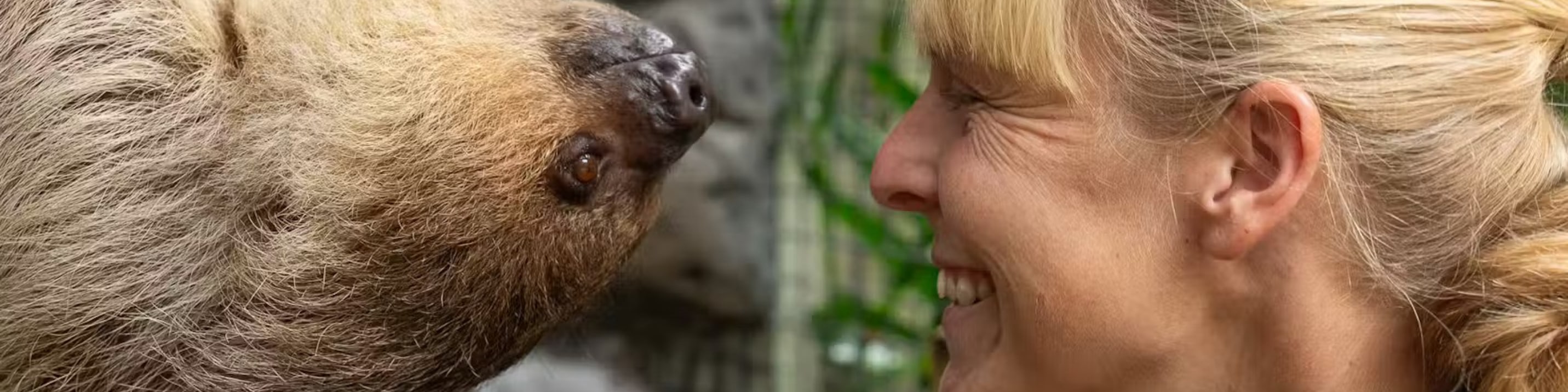 Observe the zookeeper gently caring for the zoo’s beloved two-toed sloth
