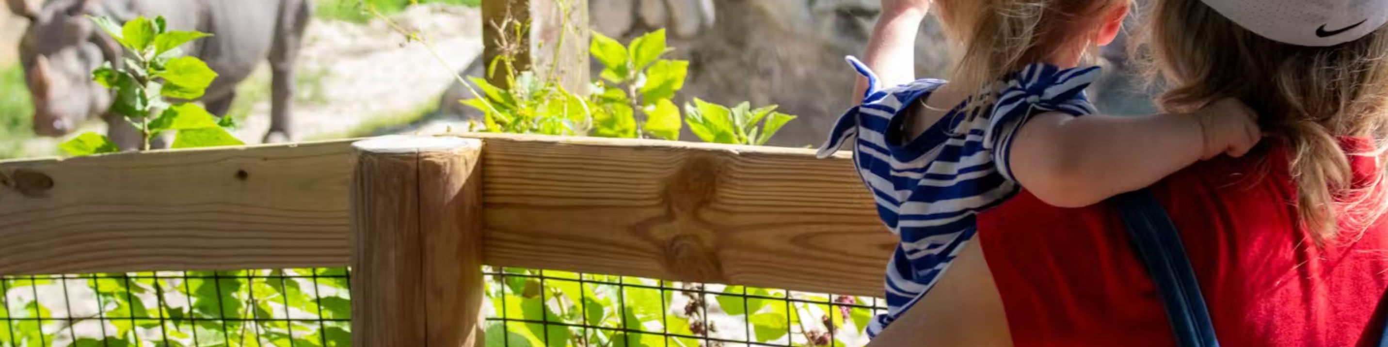 Witness the bond between mother and child as they admire majestic rhinoceroses together