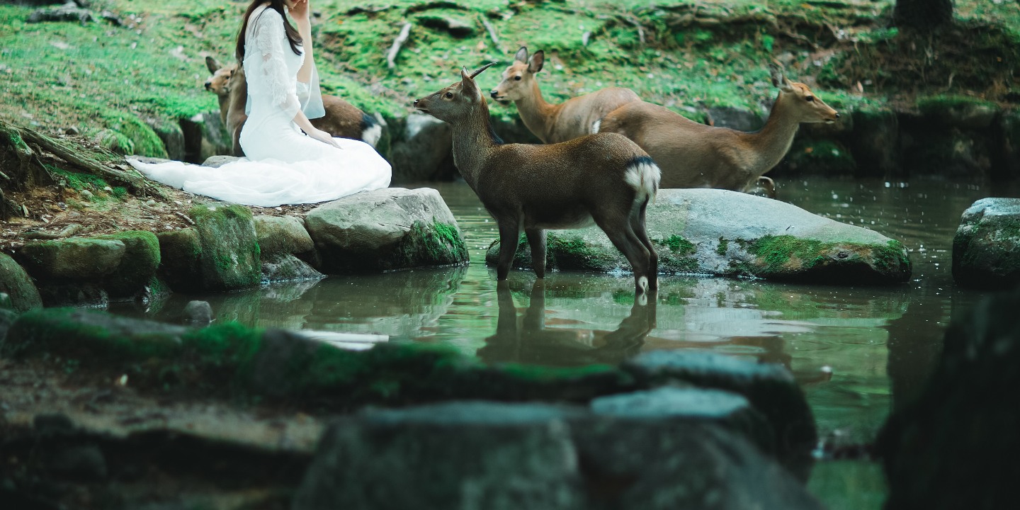 奈良公園 - 廣闊的公園,有自由漫步的鹿群,並可欣賞東大寺的景色,提供有趣且標誌性的畫面。 奈良公園 - 廣闊的公園,有自由漫步的鹿群,並可欣賞東大寺的景色,提供有趣且標誌性的畫面。
