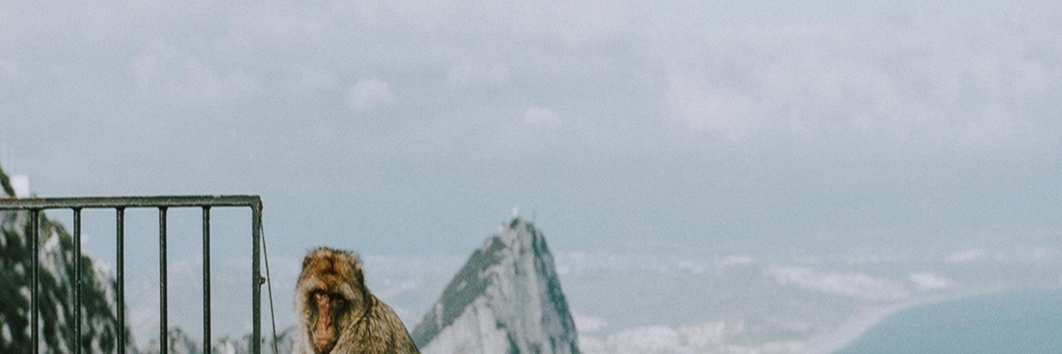 Gibraltar: Rock of Gibraltar and St. Michael's Cave Tour