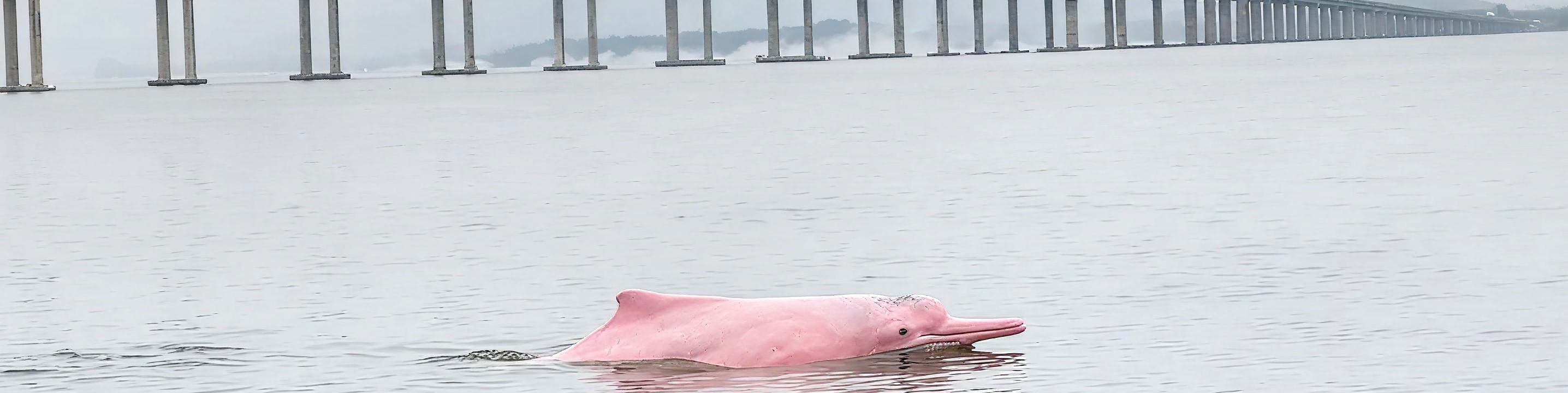 Tai O VIP Private Boat Dolphin Watching Tour - Fits up to 12 people (Includes stilt house drinks, map, and postcard) | Tai O Tak Hung Travel - Thumbnail 3