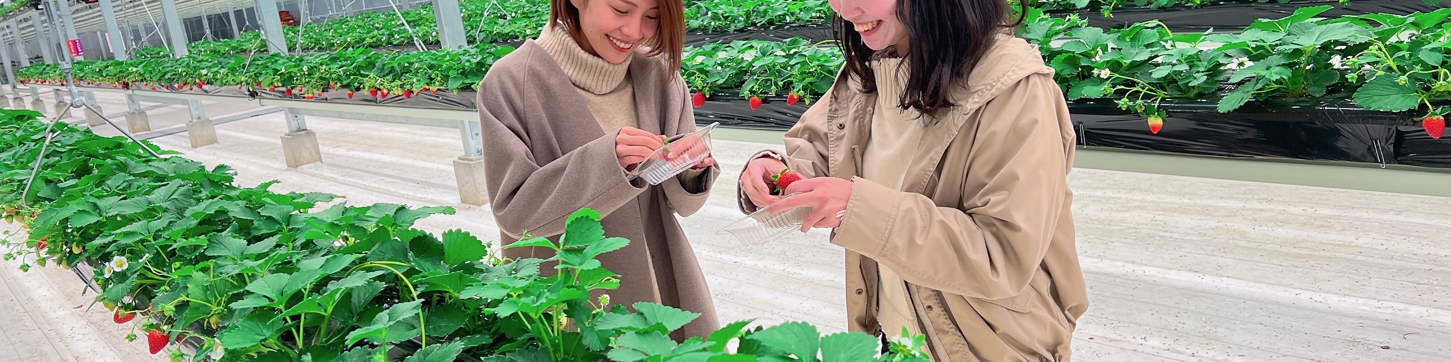 茨城縣草莓無限量採摘 & 大洗水族館一日遊