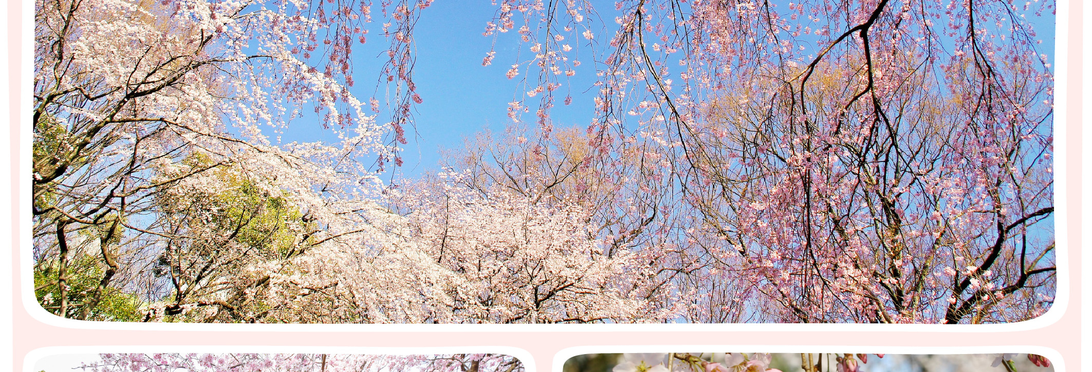 東京櫻花特輯：昭和紀念公園/六義園/飛鳥山