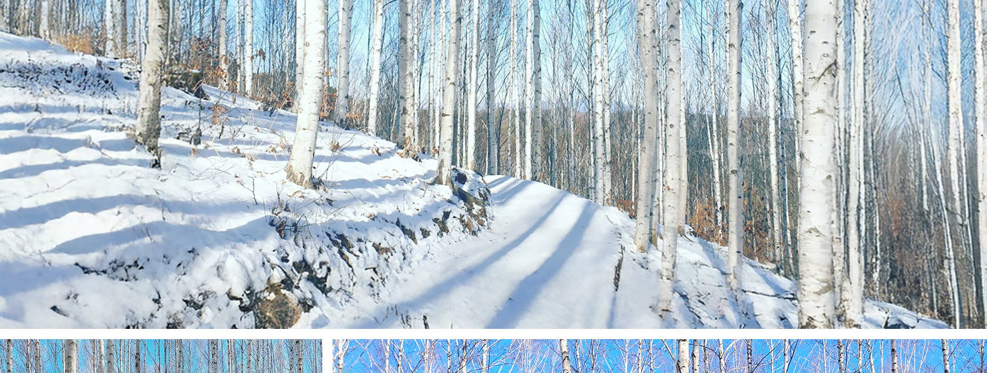 ❄️ 樺樹的樹幹和白雪融為一體,讓您感覺彷彿置身於另一個世界。 ❄️ 樺樹的樹幹和白雪融為一體,讓您感覺彷彿置身於另一個世界。