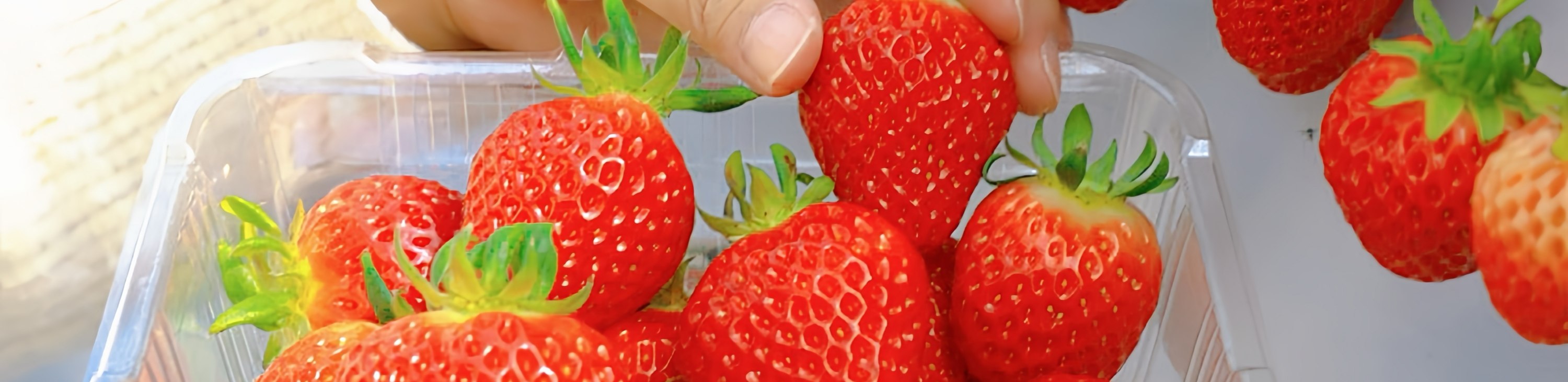 沉浸在草莓的香甜氣息中。