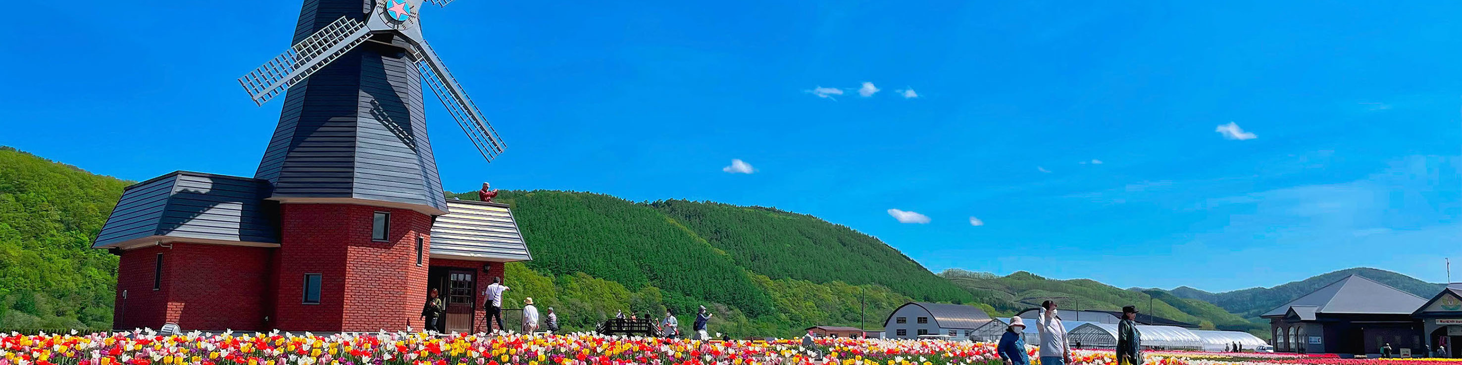 【5月限定｜北海道春季花海奇景】札幌出發1日遊｜10萬㎡粉紅芝櫻山&北海道最大鬱金香花田