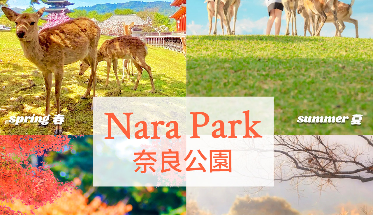 奈良公園佔地遼闊，擁有東大寺、春日大社等世界文化遺產，也是數千只梅花鹿自由生活的樂園。
遊客可與溫順的小鹿親密互動，感受人與自然和諧共處的獨特氛圍。